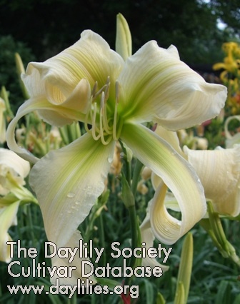 Daylily Lillian's White Lies